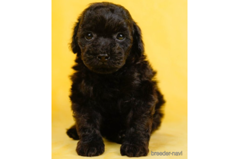 成約済の東京都のタイニープードル-227652の1枚目